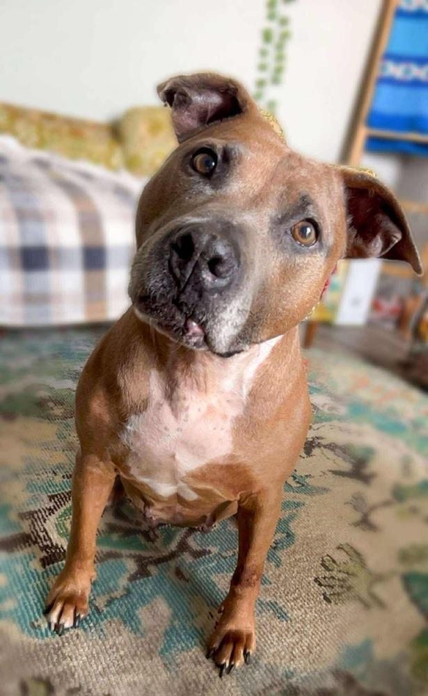 Enlarge Kori, a Adoptable mixed breed in Shawnee, OK image 4/6