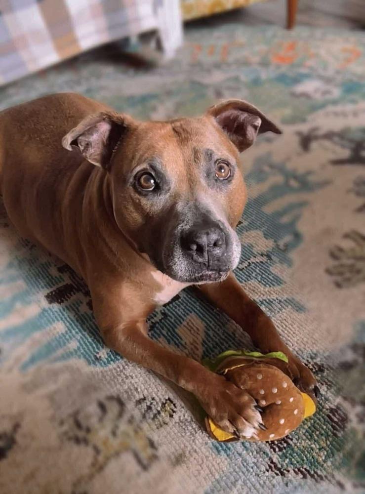 Enlarge Kori, a Adoptable mixed breed in Shawnee, OK image 5/6