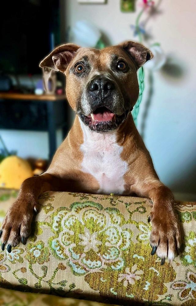 Enlarge Kori, a Adoptable mixed breed in Shawnee, OK image 6/6