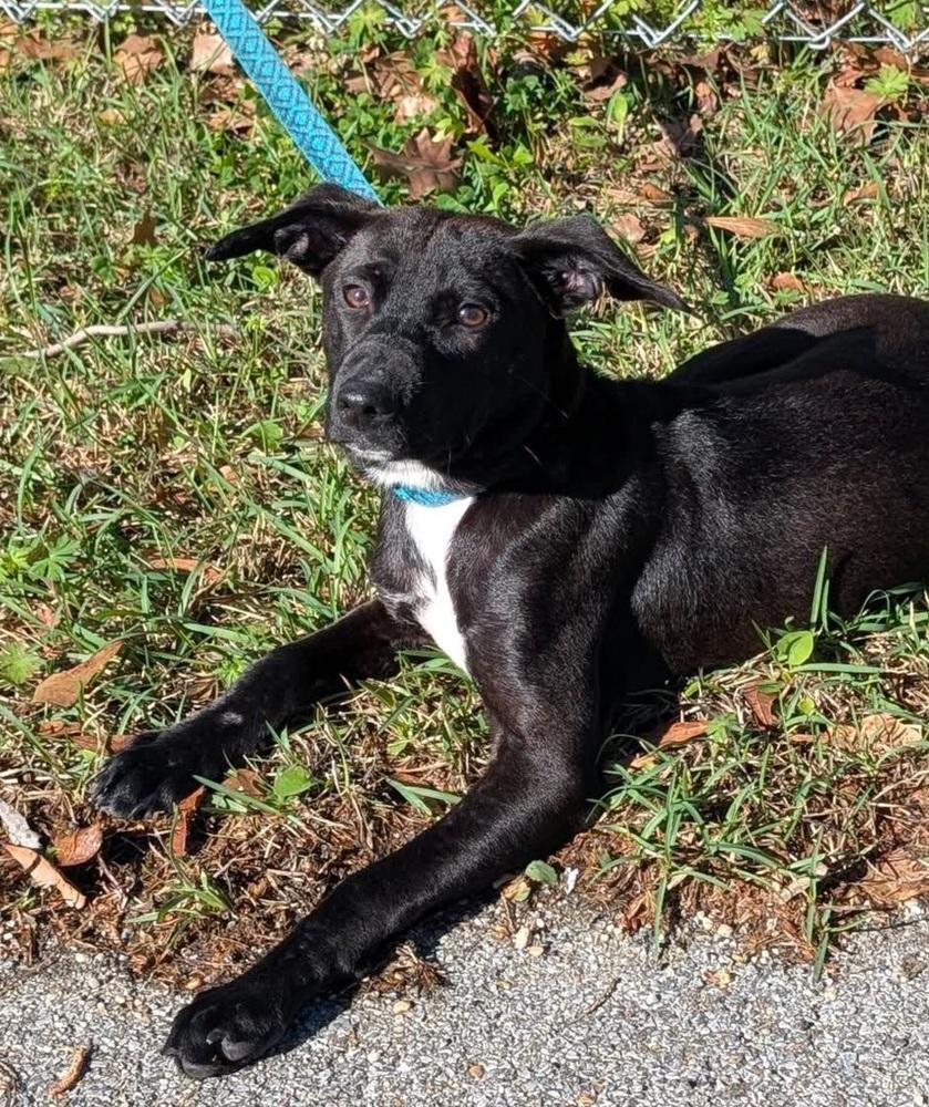 Enlarge Jett, a Adoptable mixed breed in Groveland, MA image 1/1