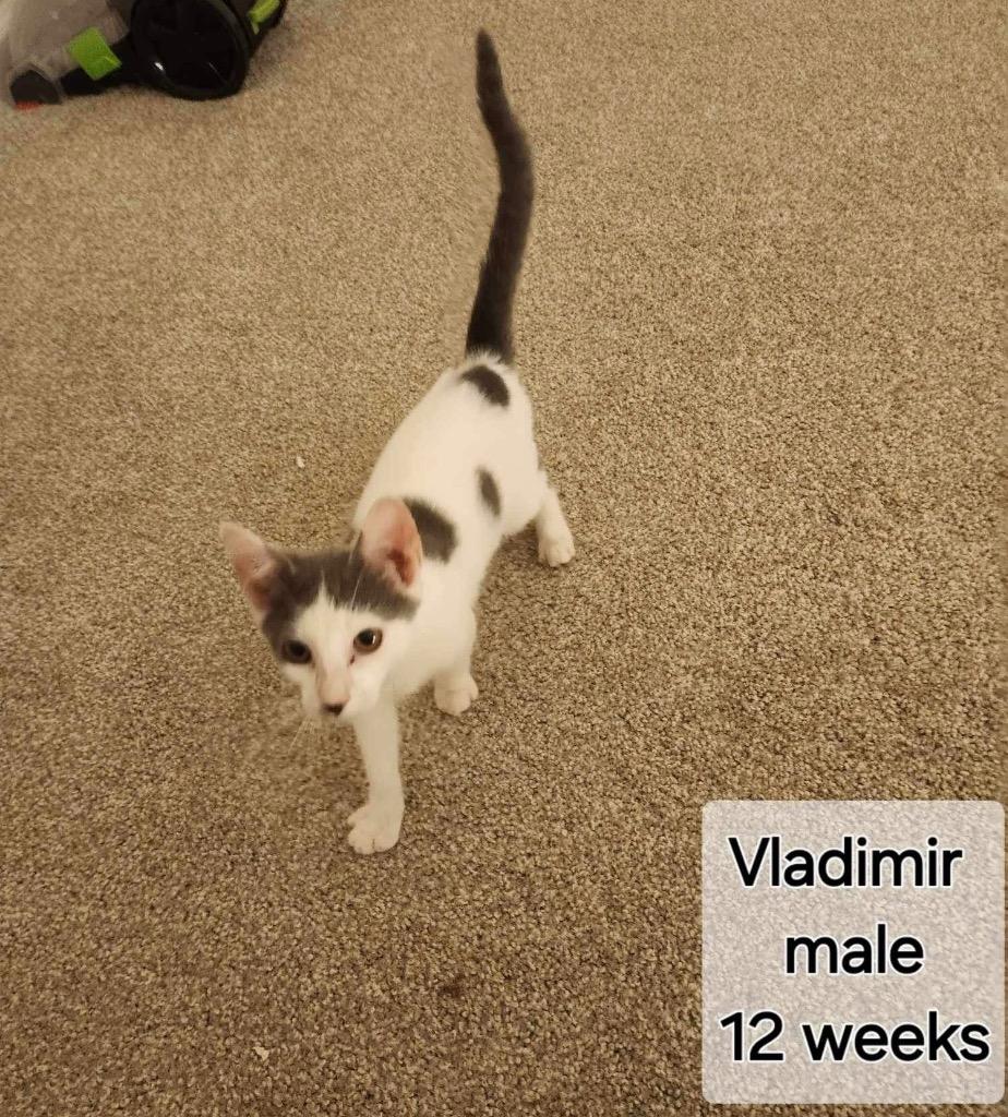 Enlarge Vladimir, a Adopted mixed breed in Tampa, FL image 1/1