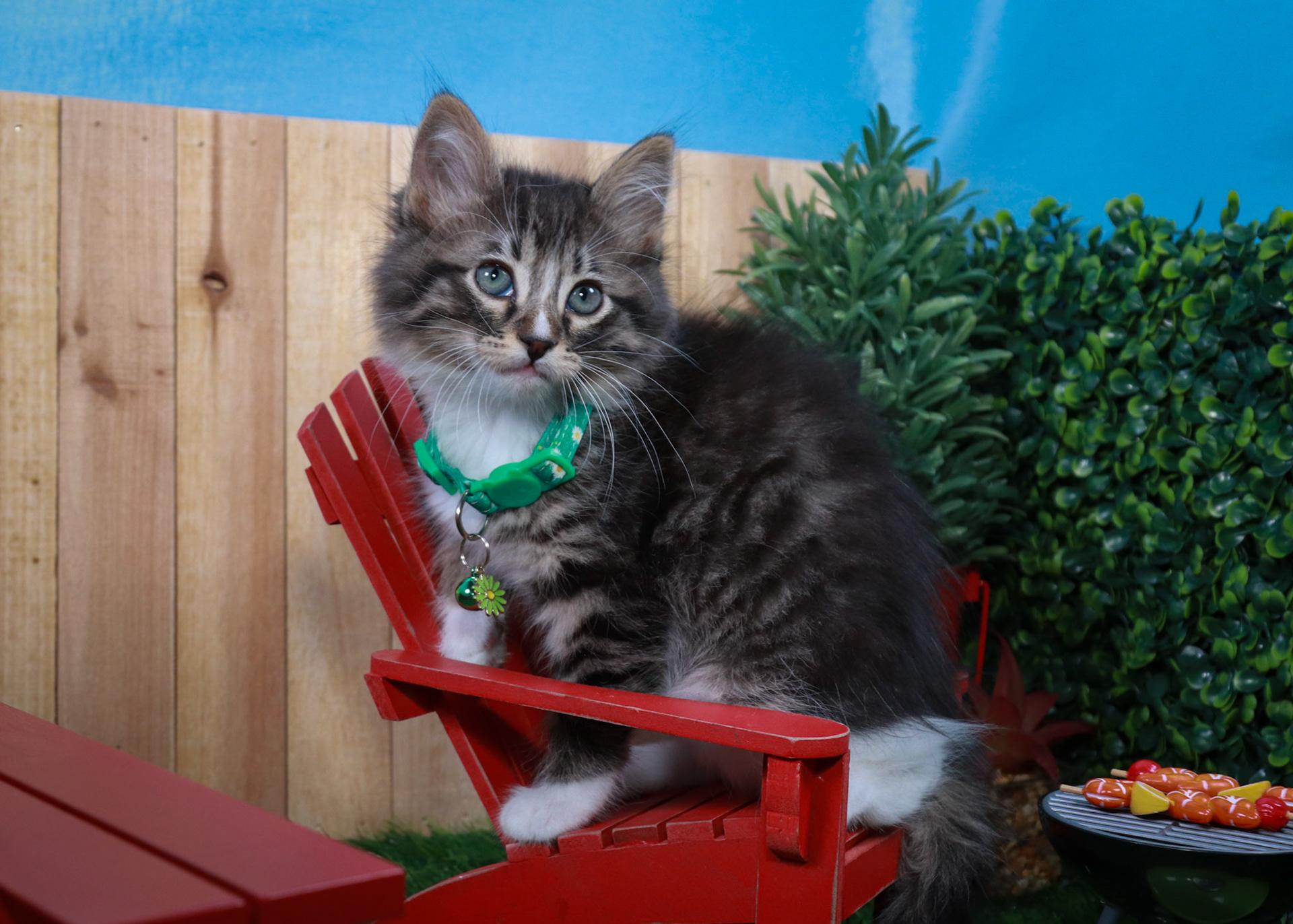 Lilibet, adopted, Kitten Female Tabby & Domestic Medium Hair.