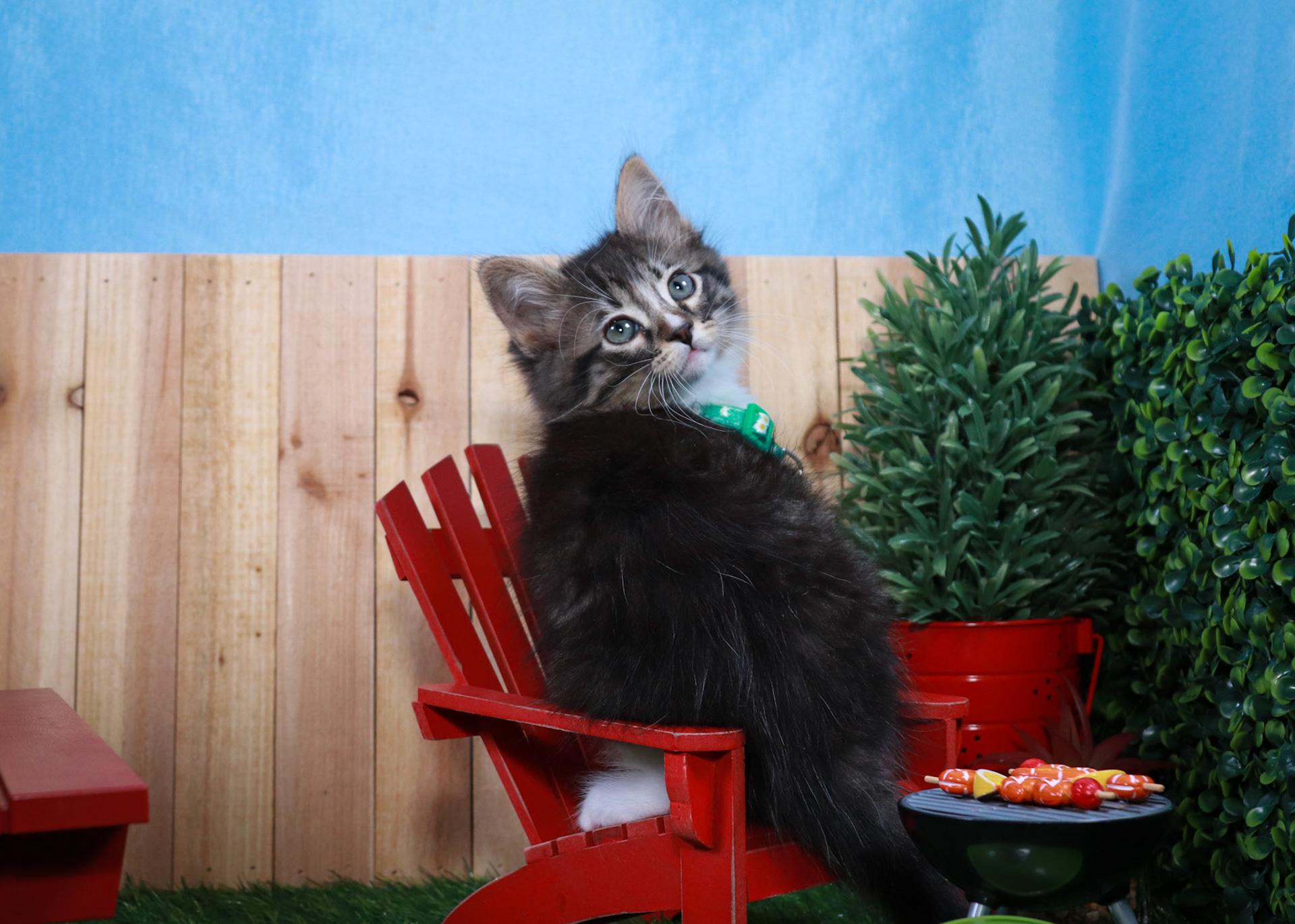 Lilibet, an adopted mixed breed in Parker, TX image 3/6