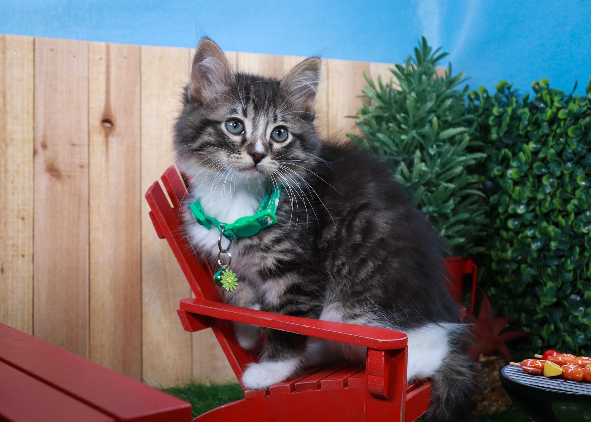 Lilibet, an adopted mixed breed in Parker, TX image 5/6