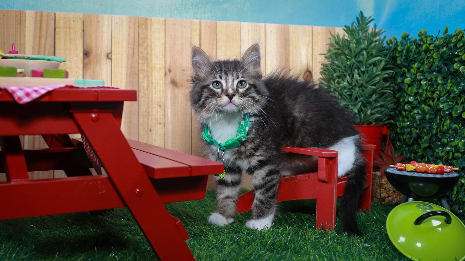 Lilibet, an adopted mixed breed in Parker, TX image 2/6