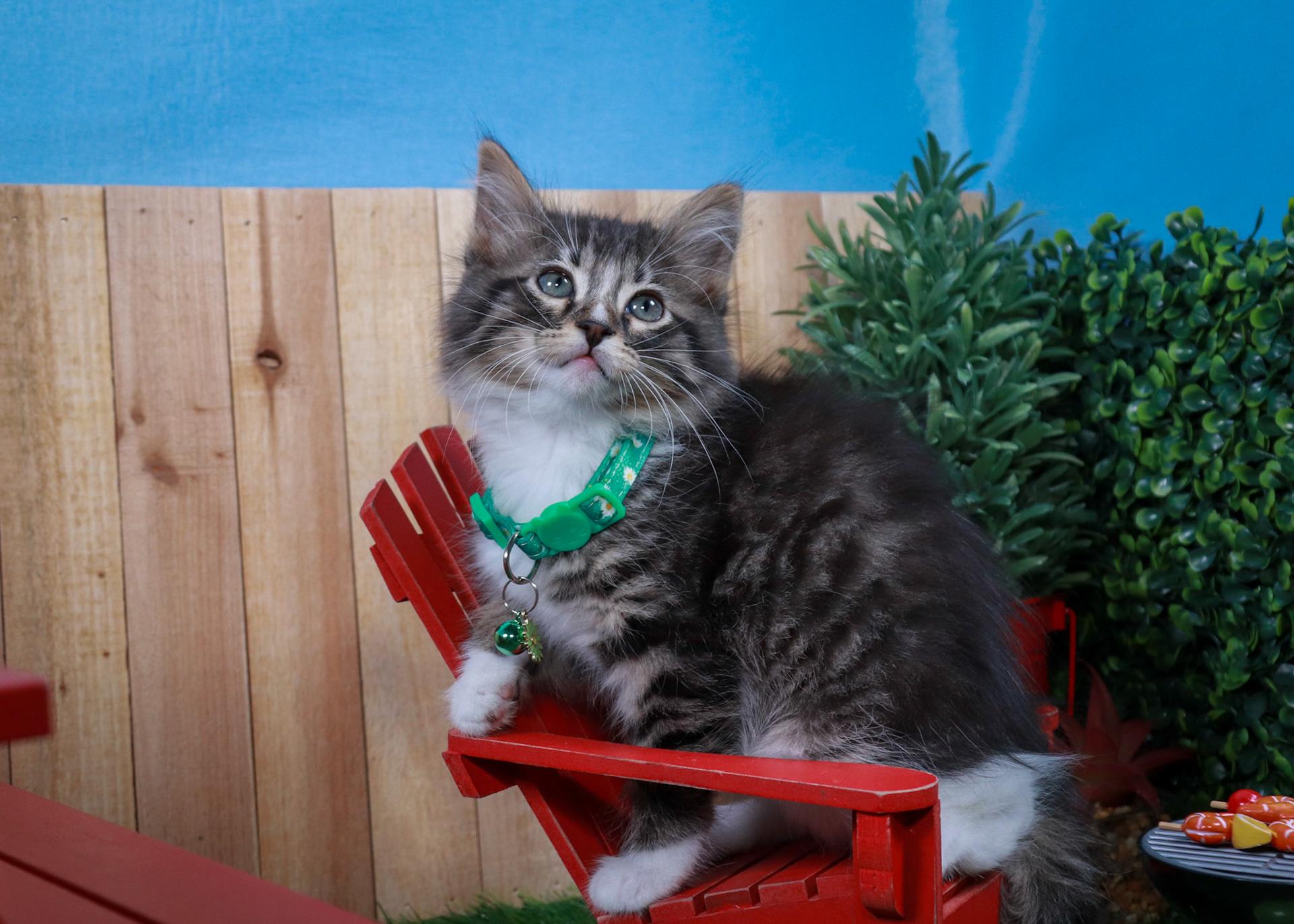 Lilibet, an adopted mixed breed in Parker, TX image 4/6