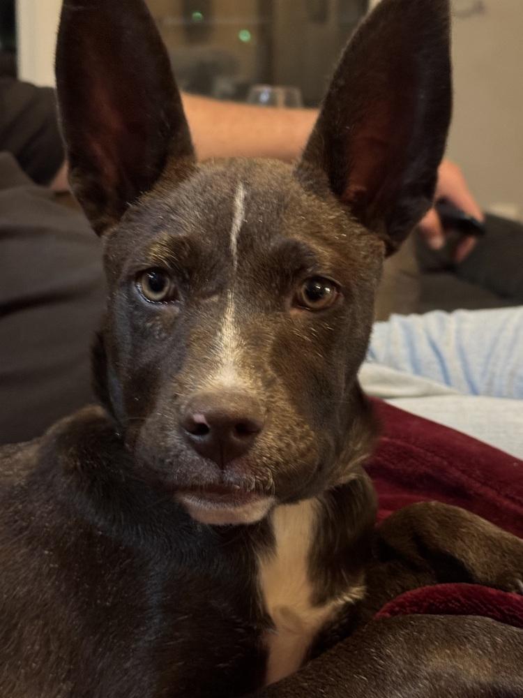 Coco, a Adoptable mixed breed in Lafayette, CO image 1/6