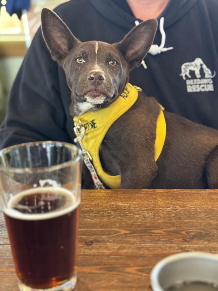 Coco, a Adoptable mixed breed in Lafayette, CO image 2/6