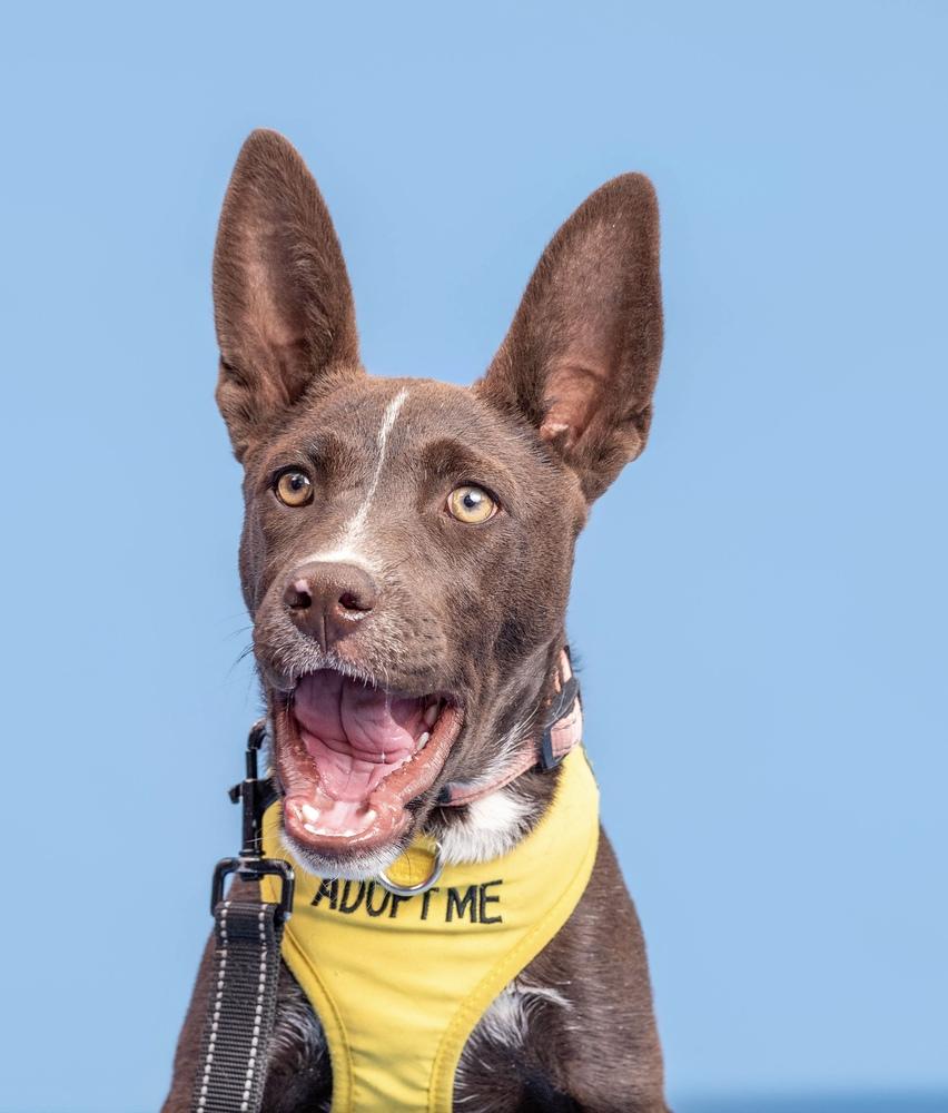 Coco, a Adoptable mixed breed in Lafayette, CO image 3/6