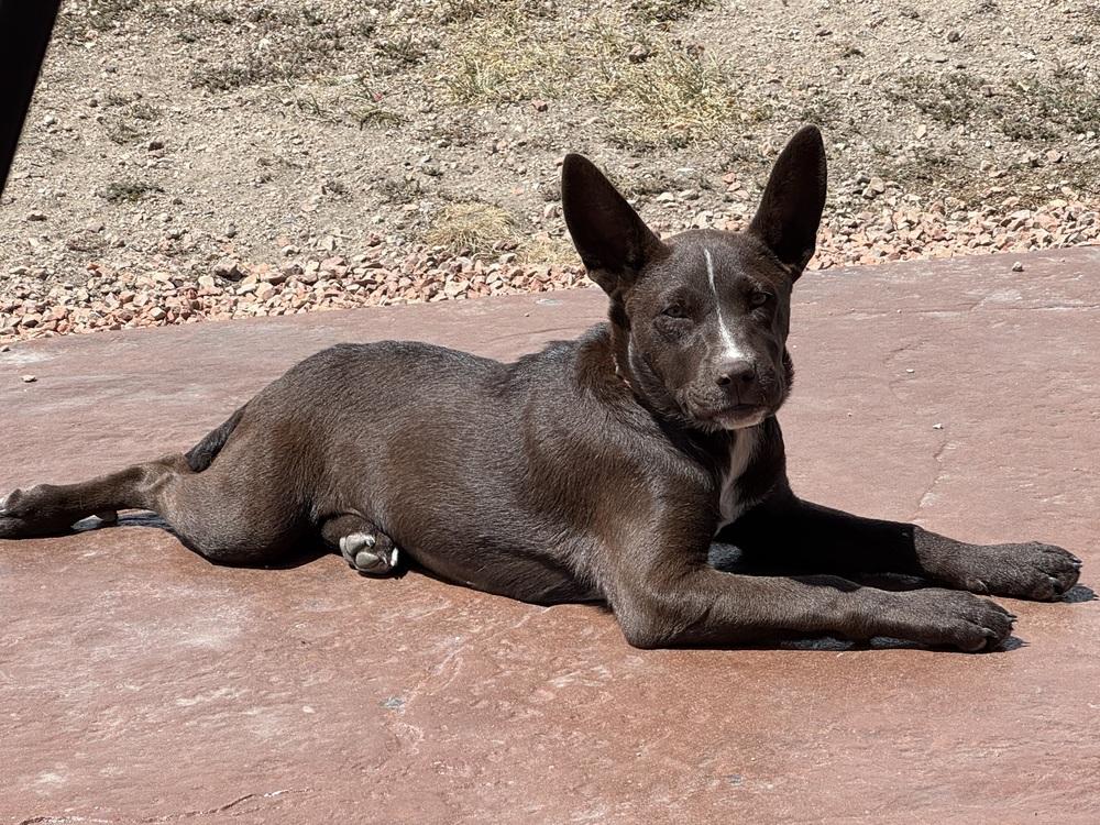 Coco, a Adoptable mixed breed in Lafayette, CO image 4/6