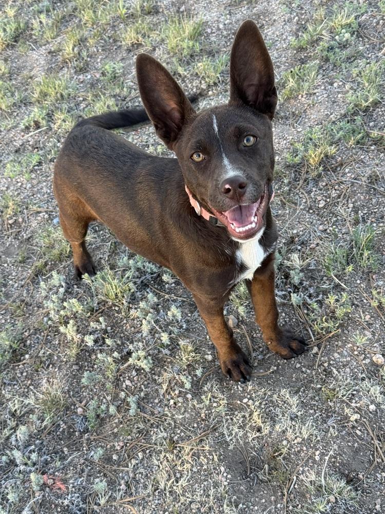 Coco, a Adoptable mixed breed in Lafayette, CO image 5/6