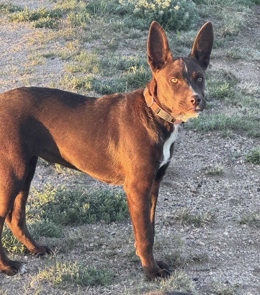 Coco, a Adoptable mixed breed in Lafayette, CO image 6/6