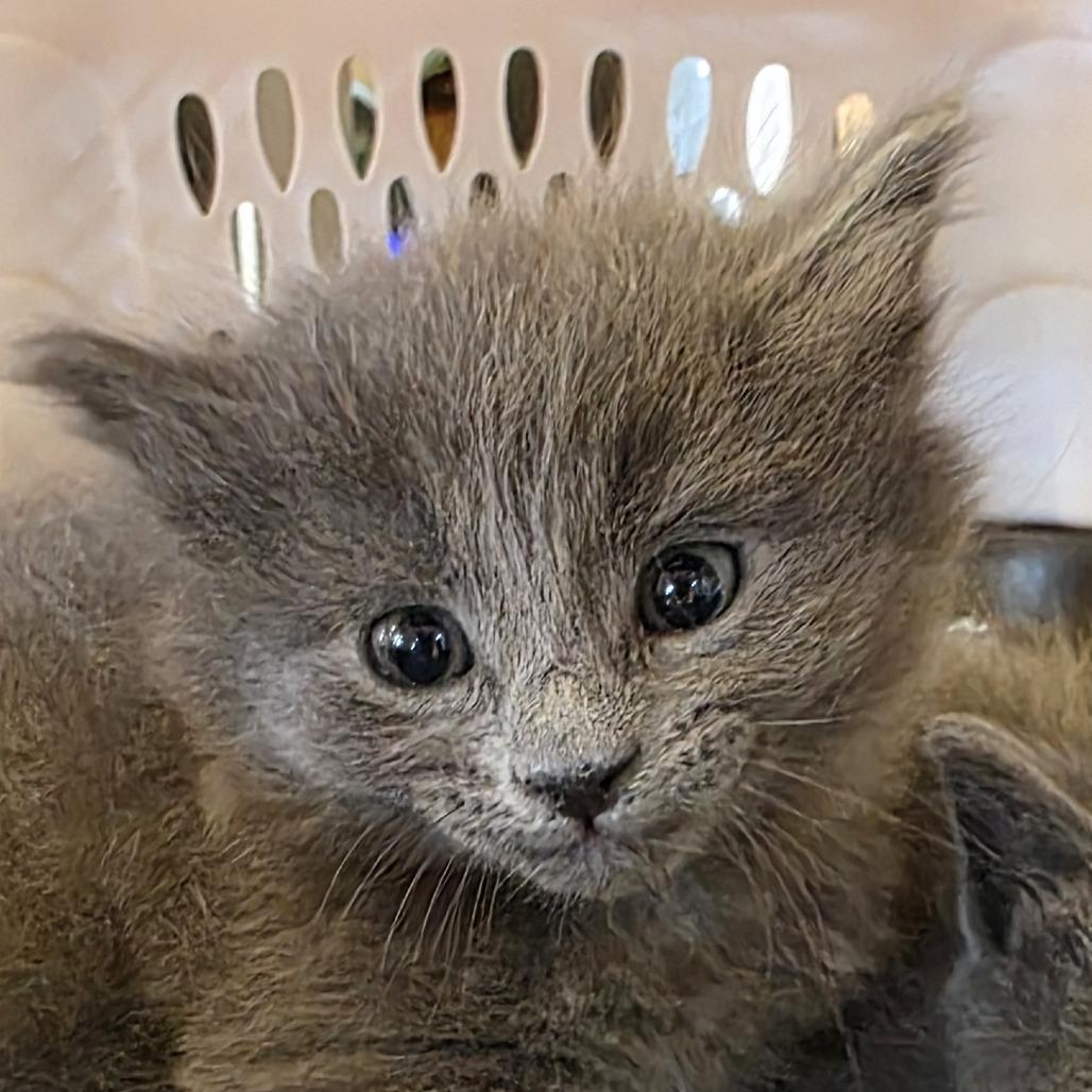 Wyatt, Adoptable, Kitten Male Domestic Short Hair.