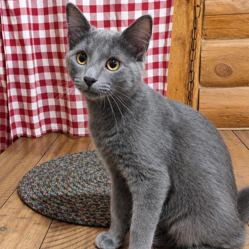 Enlarge Wyatt, a Adoptable Domestic Short Hair in Laramie, WY image 2/3