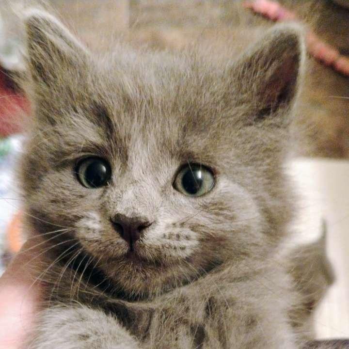 Enlarge Wyatt, a Adoptable Domestic Short Hair in Laramie, WY image 3/3