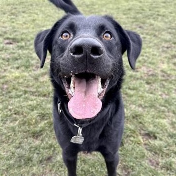 Enlarge Benjamin, a ADOPTABLE mixed breed in Roseburg, OR image 1/1