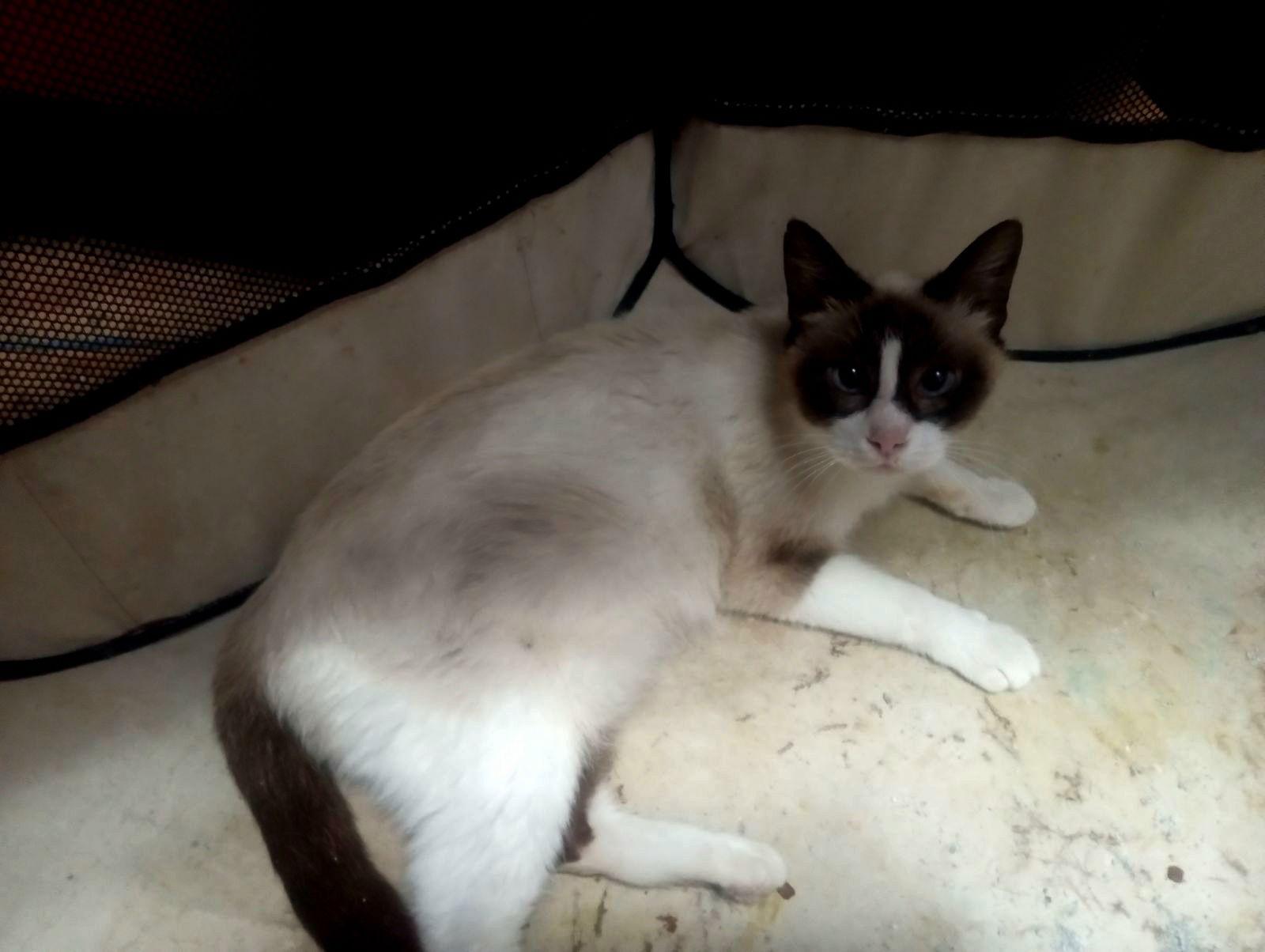 ISADORA, Adoptable, Adult Female Snowshoe.