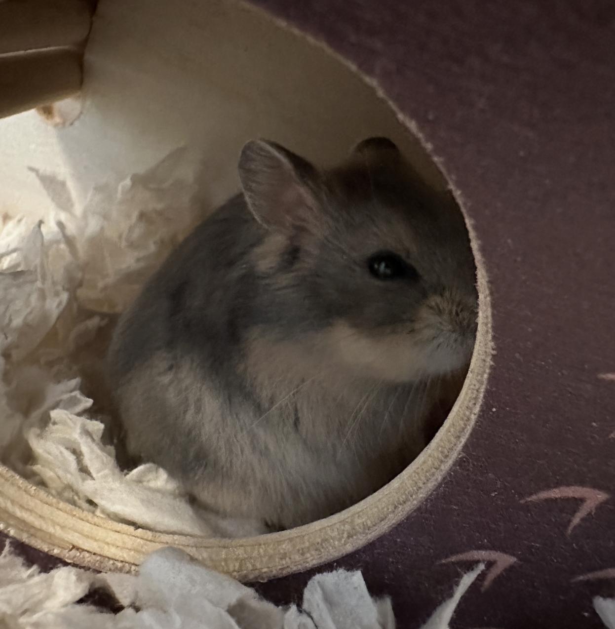 Oat Milk, an adopted Dwarf Hamster in Minneapolis, MN image 4/5
