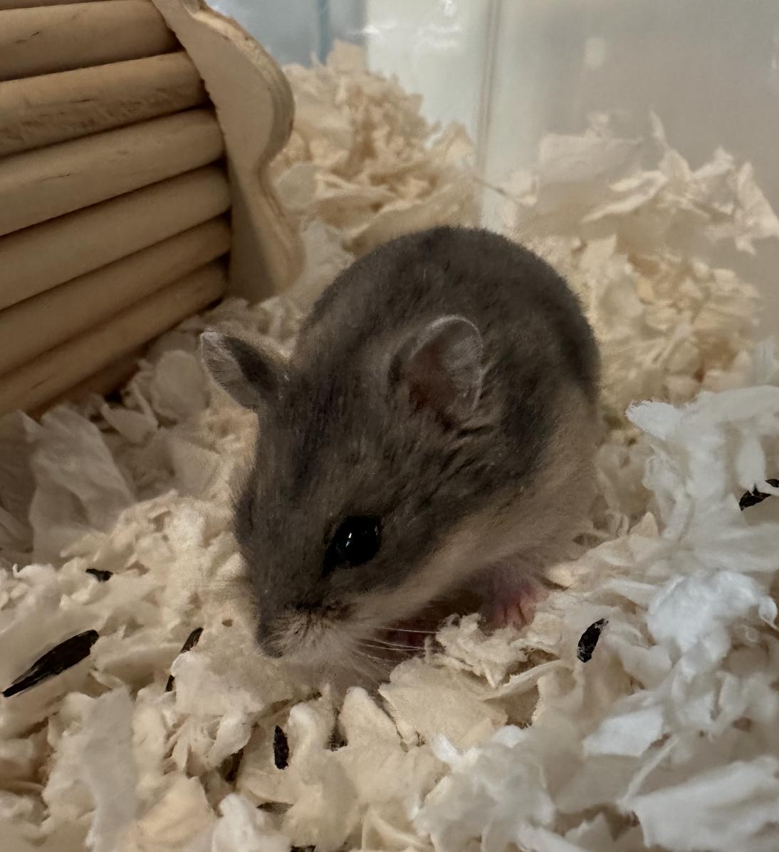 Oat Milk, an adopted Dwarf Hamster in Minneapolis, MN image 2/5