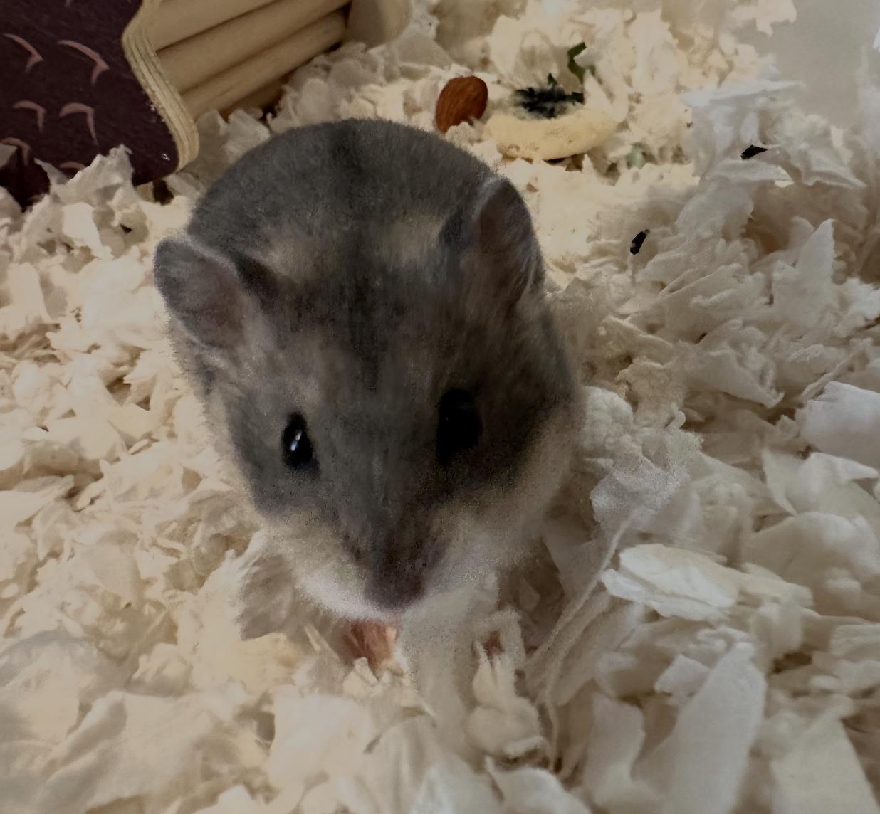 Oat Milk, an adopted Dwarf Hamster in Minneapolis, MN image 5/5