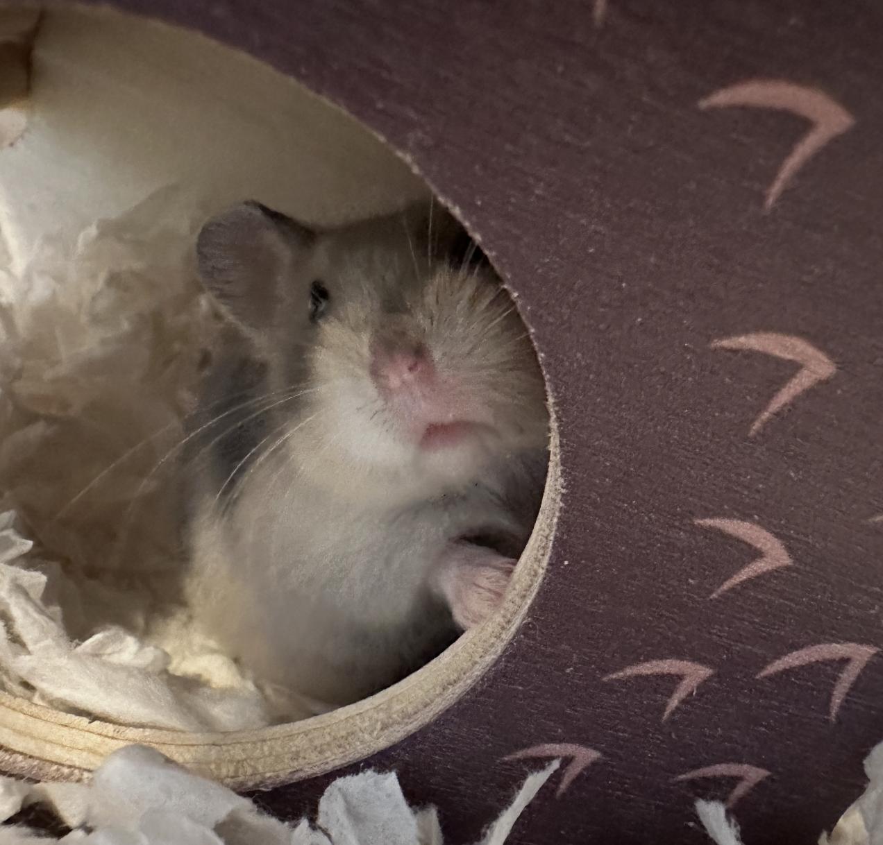 Oat Milk, an adopted Dwarf Hamster in Minneapolis, MN image 3/5