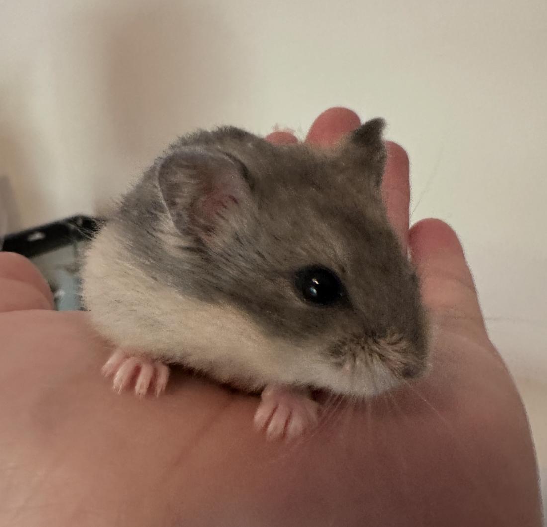 Oat Milk, an adopted Dwarf Hamster in Minneapolis, MN image 1/5