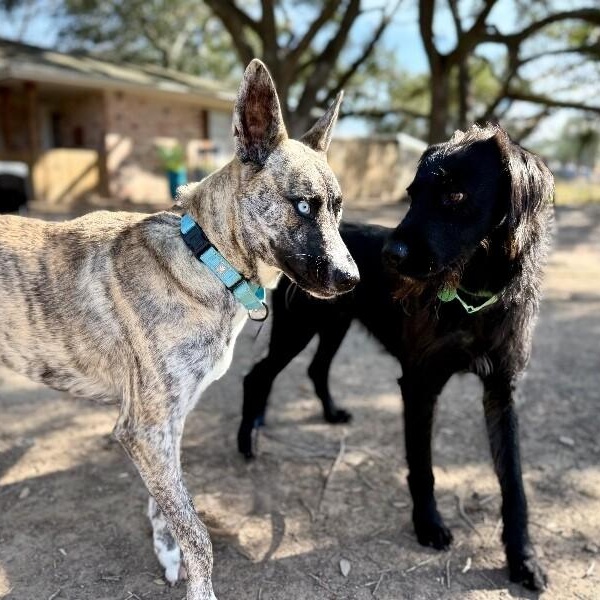 Jetty Boy the Couch Snuggler and Tiny Dog Lover — thumbnail 3