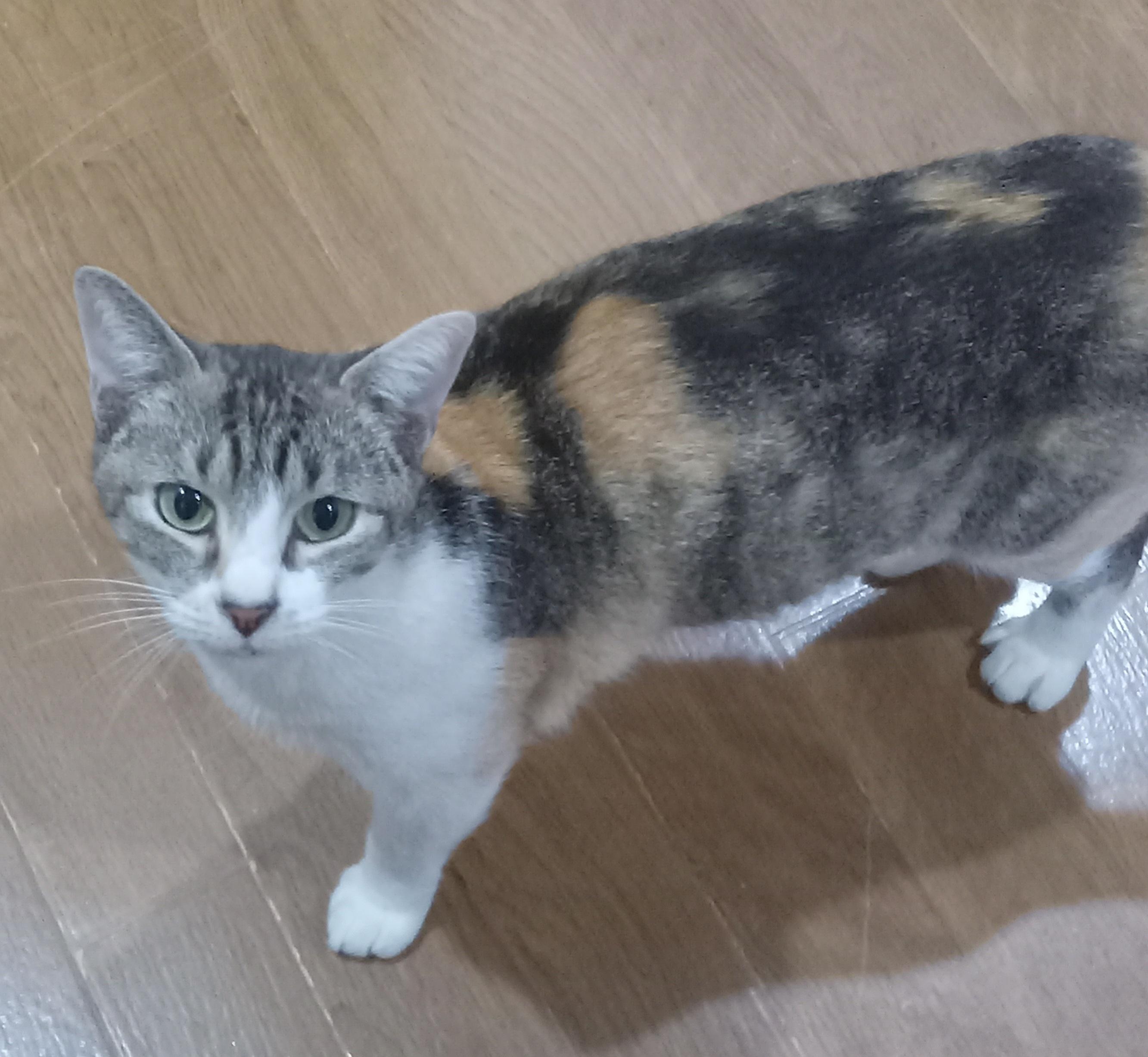 Enlarge FiFi, a Adoptable Domestic Short Hair in Irvine, CA image 4/4