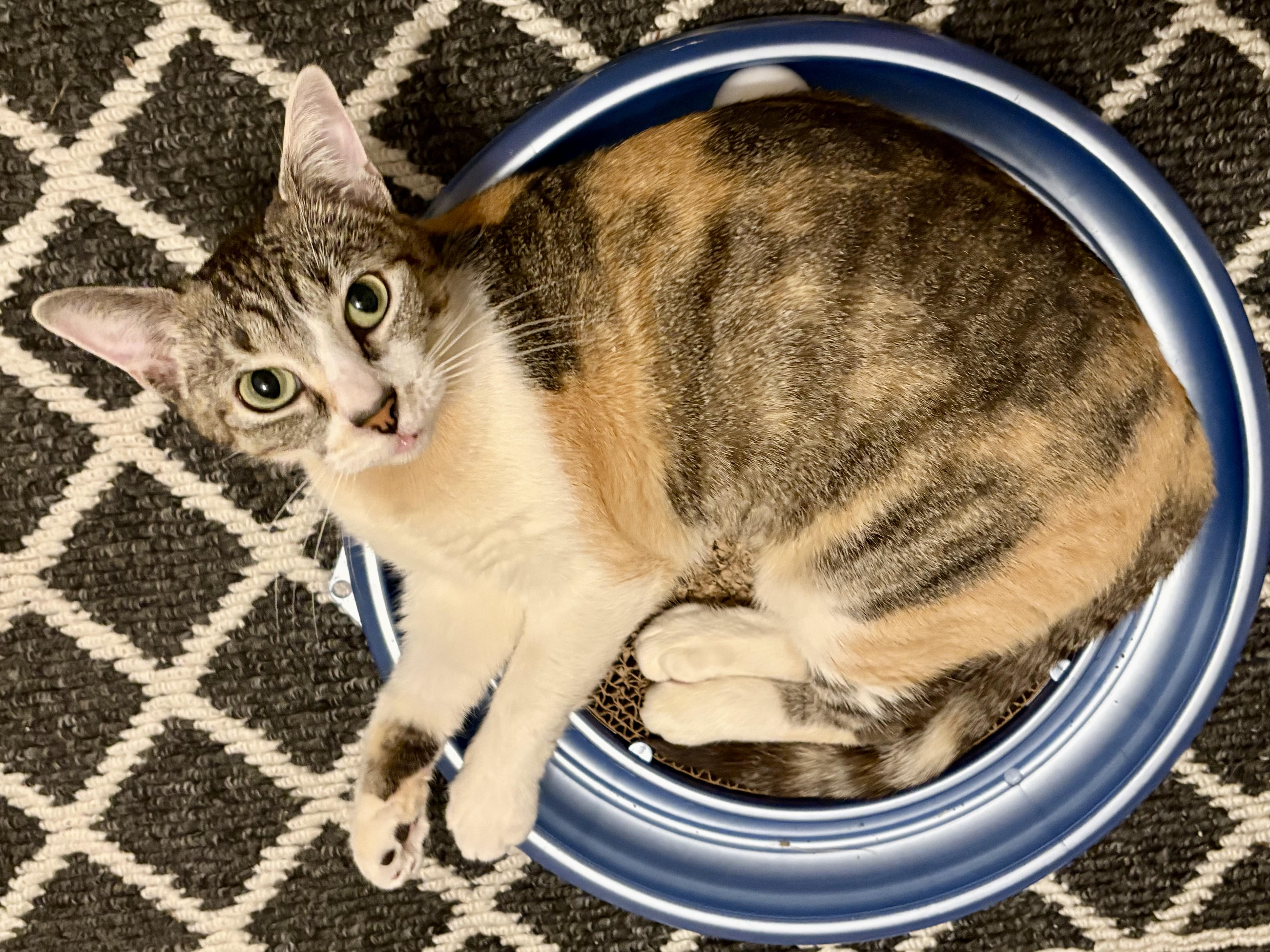 Enlarge FiFi, a Adoptable Domestic Short Hair in Irvine, CA image 2/6
