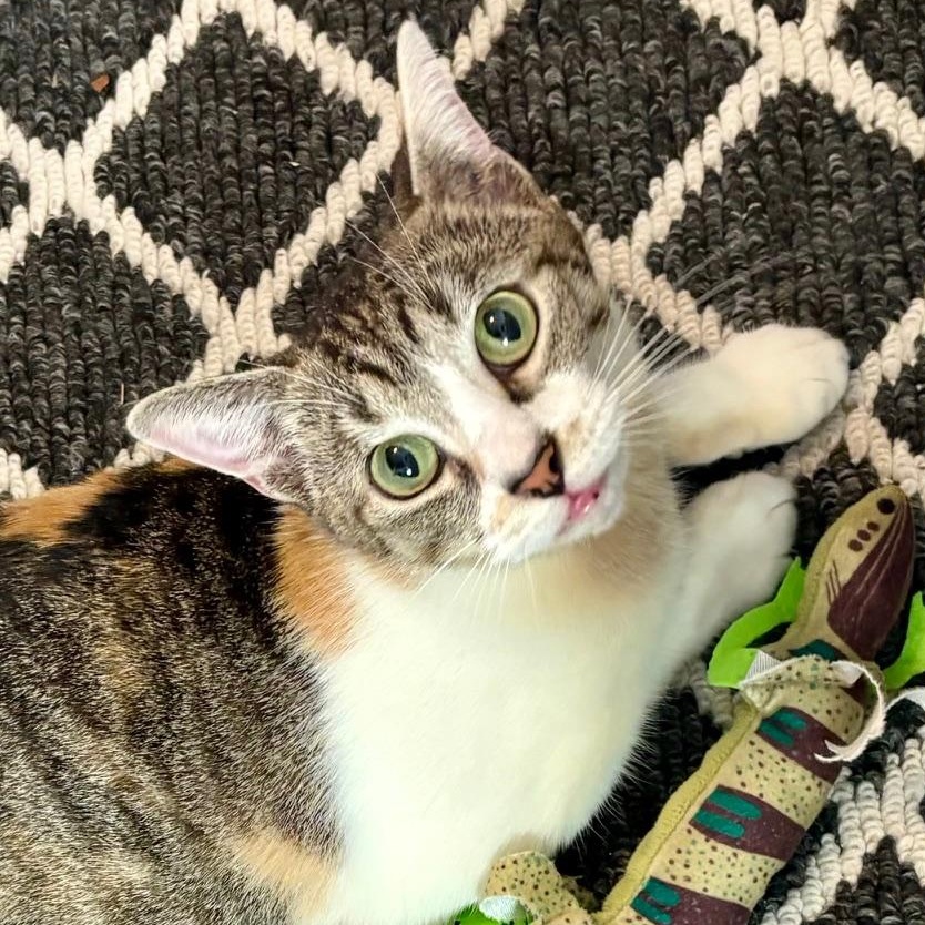 FiFi, Adoptable, Kitten Female Domestic Short Hair.