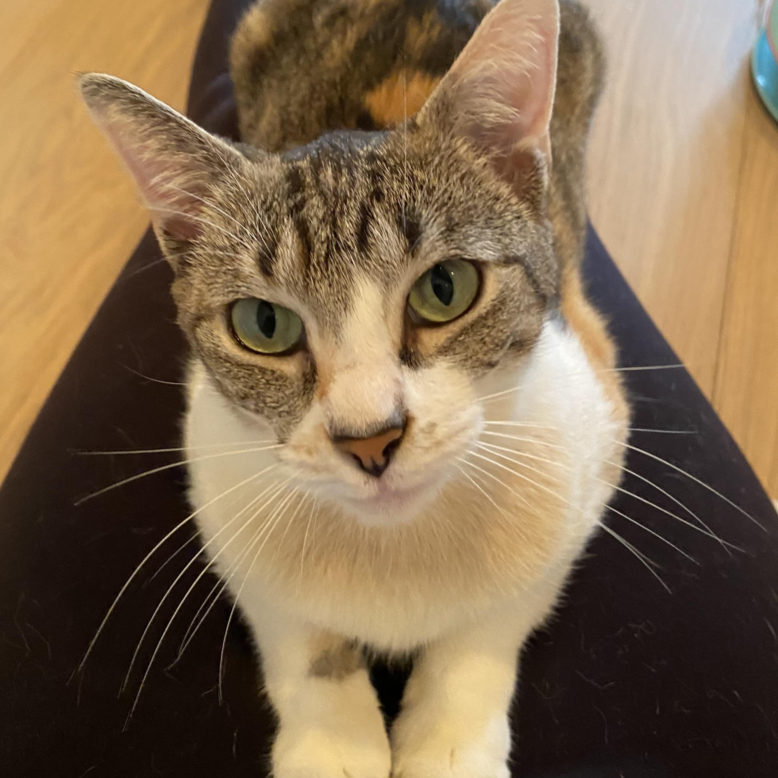 FiFi, Adoptable, Kitten Female Domestic Short Hair.