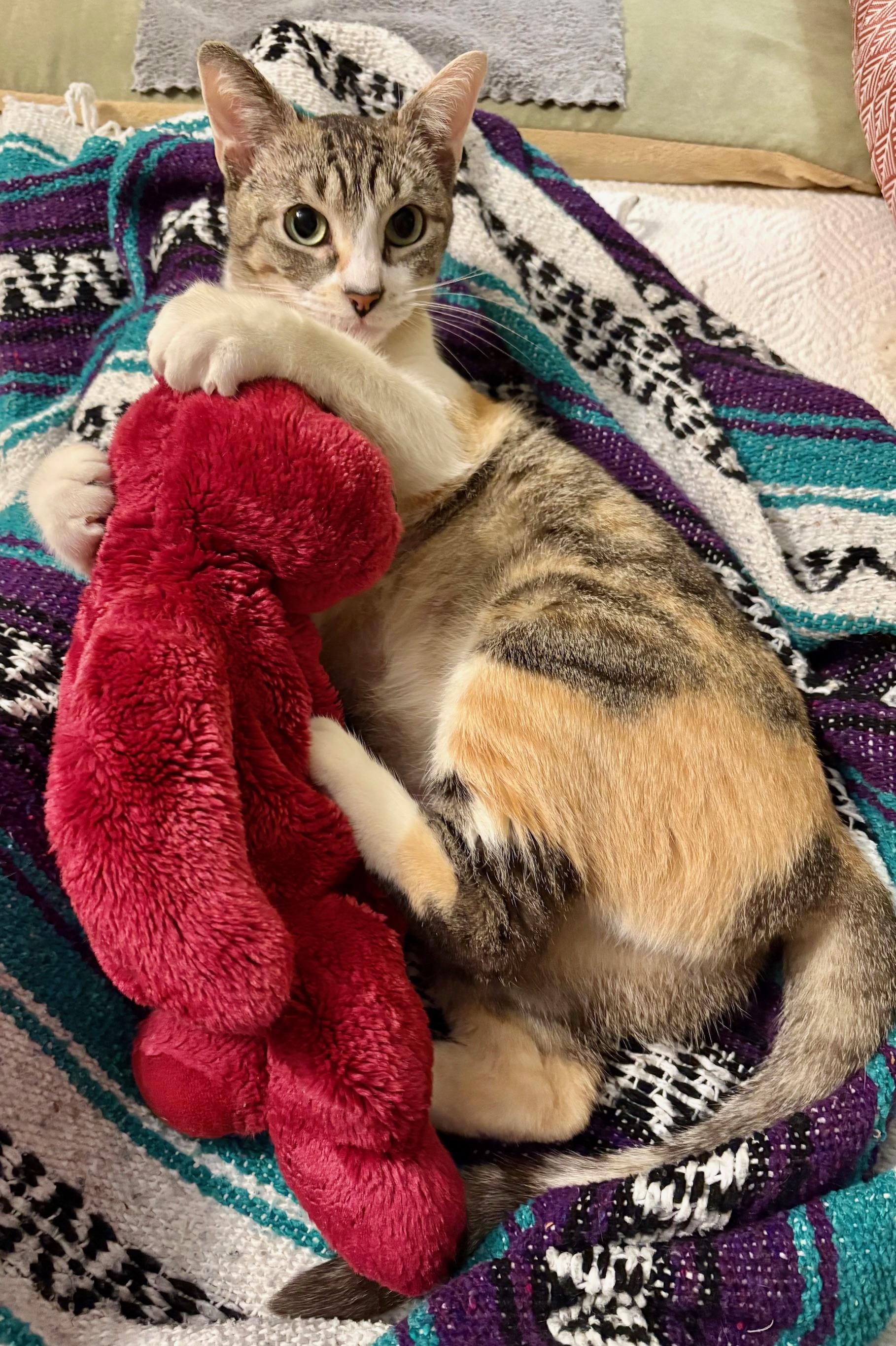 Enlarge FiFi, a Adoptable Domestic Short Hair in Irvine, CA image 5/6