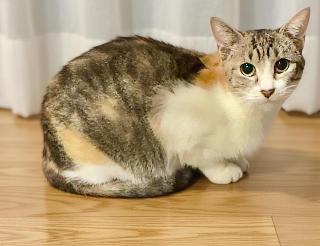 Enlarge FiFi, a Adoptable Domestic Short Hair in Irvine, CA image 3/4