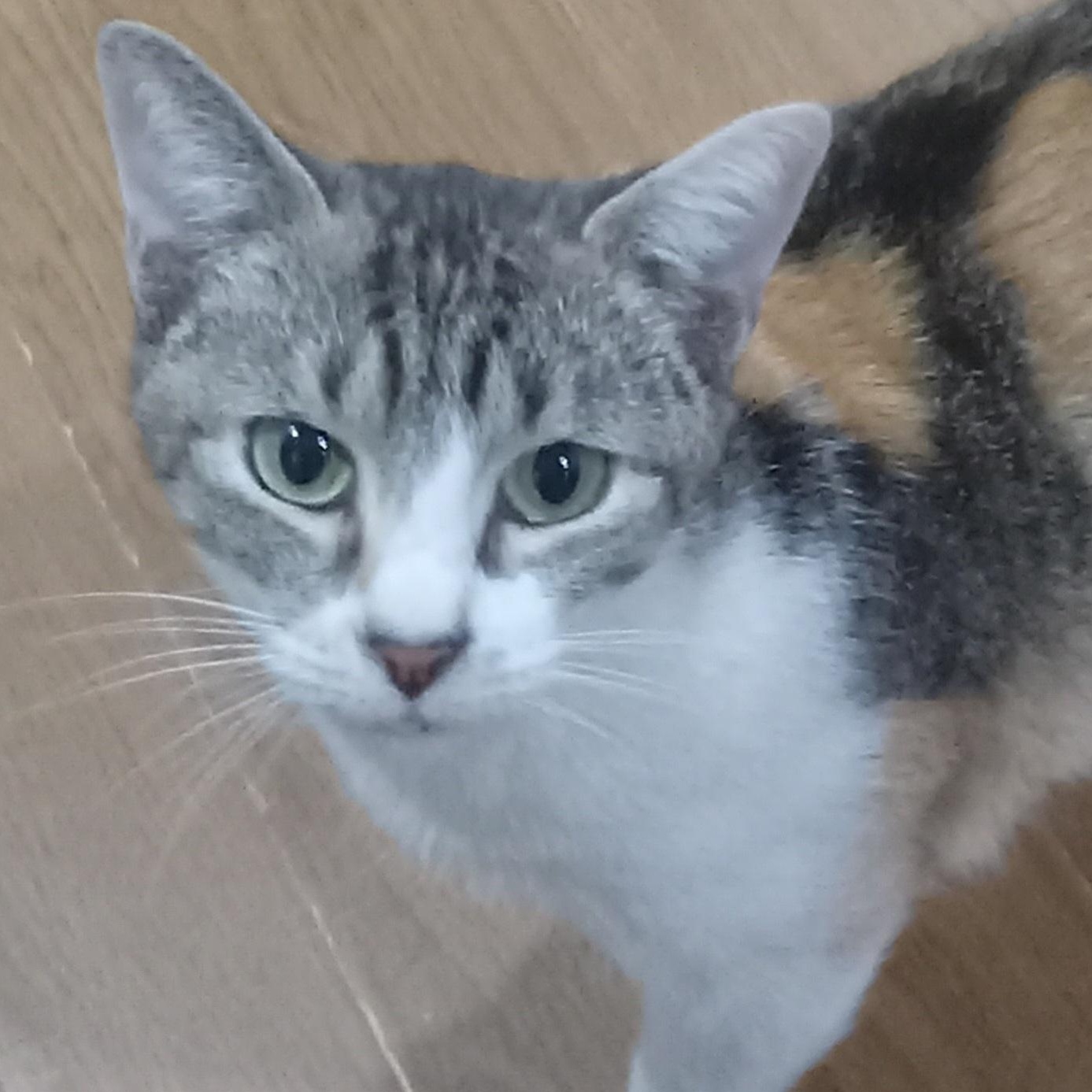 Enlarge FiFi, a Adoptable Domestic Short Hair in Irvine, CA image 1/4