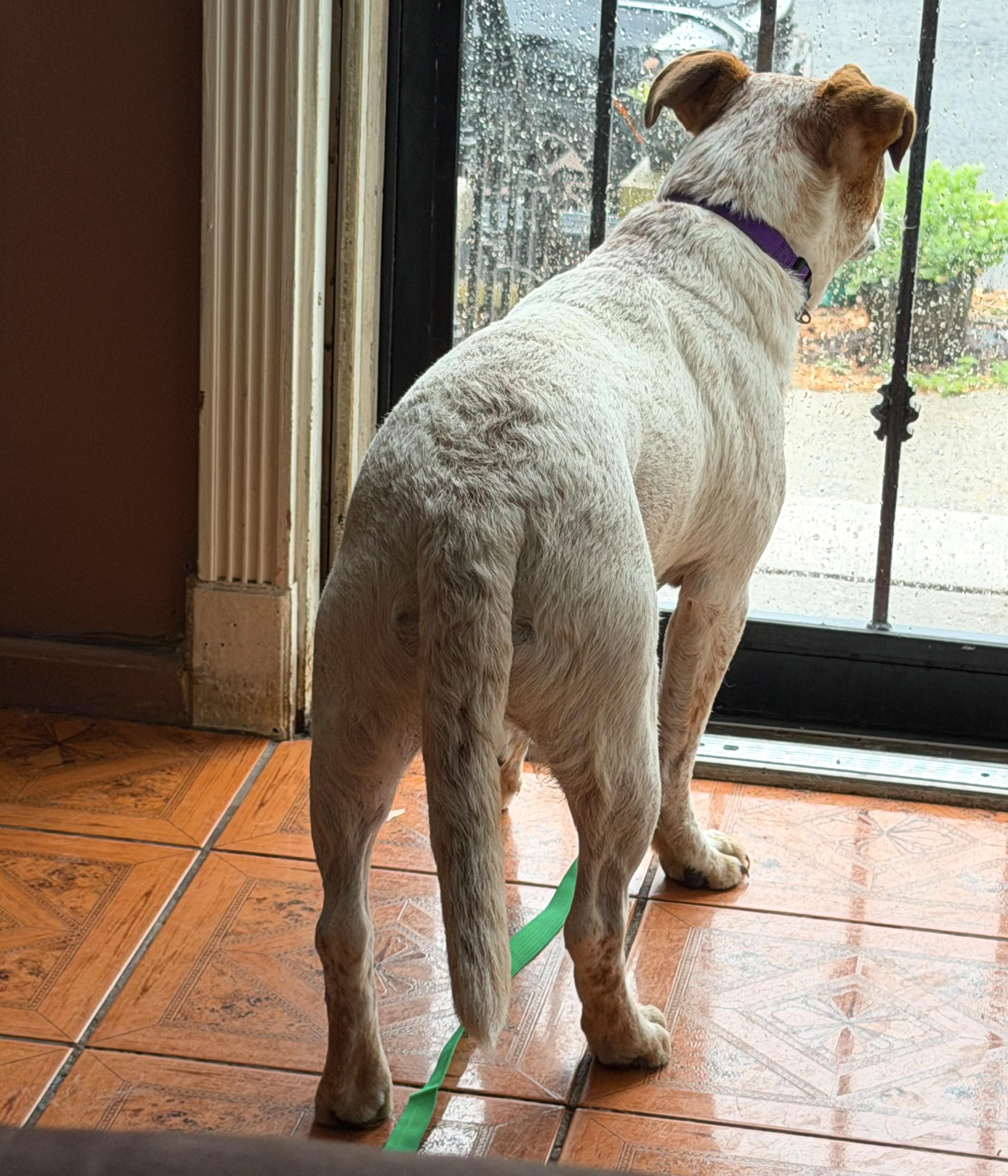 Enlarge Samuel, a Adoptable mixed breed in Brooklyn, NY image 5/5