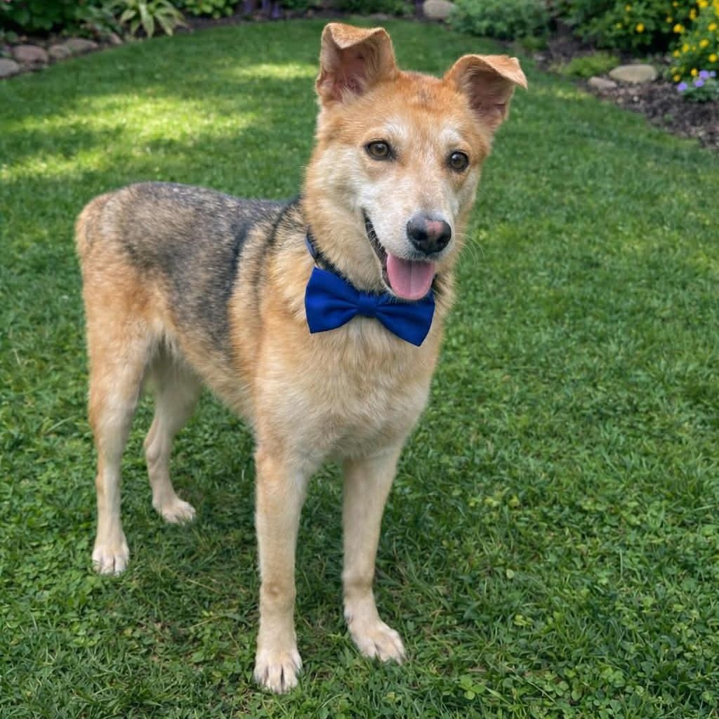 Enlarge LOCKI GS, a Adoptable mixed breed in Boston, MA image 3/5