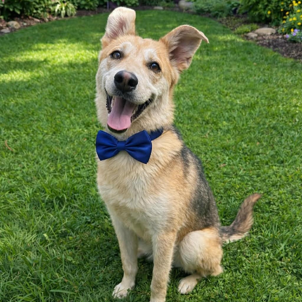 Enlarge LOCKI GS, a Adoptable mixed breed in Boston, MA image 2/5