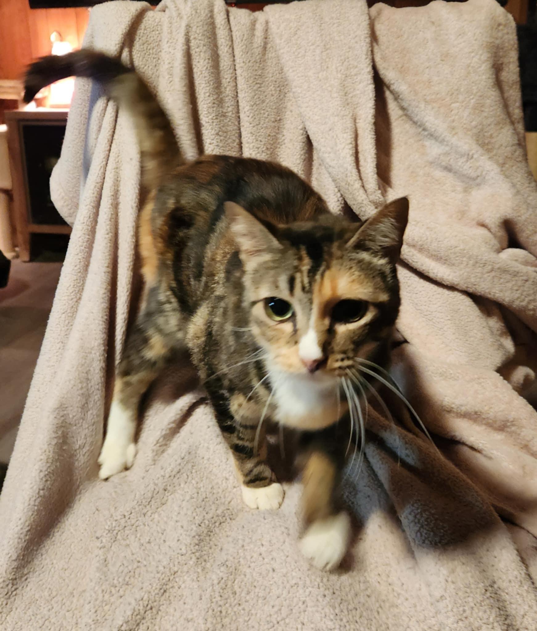 Faith, a Adoptable Domestic Short Hair in Mount Pleasant, TX image 1/3