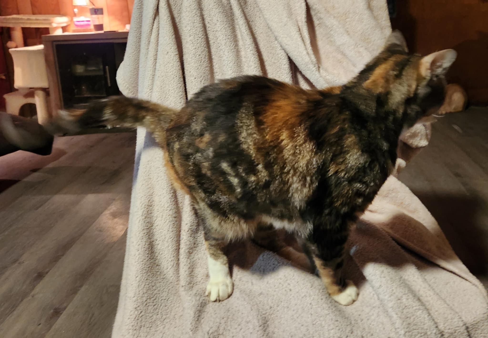 Faith, a Adoptable Domestic Short Hair in Mount Pleasant, TX image 2/3