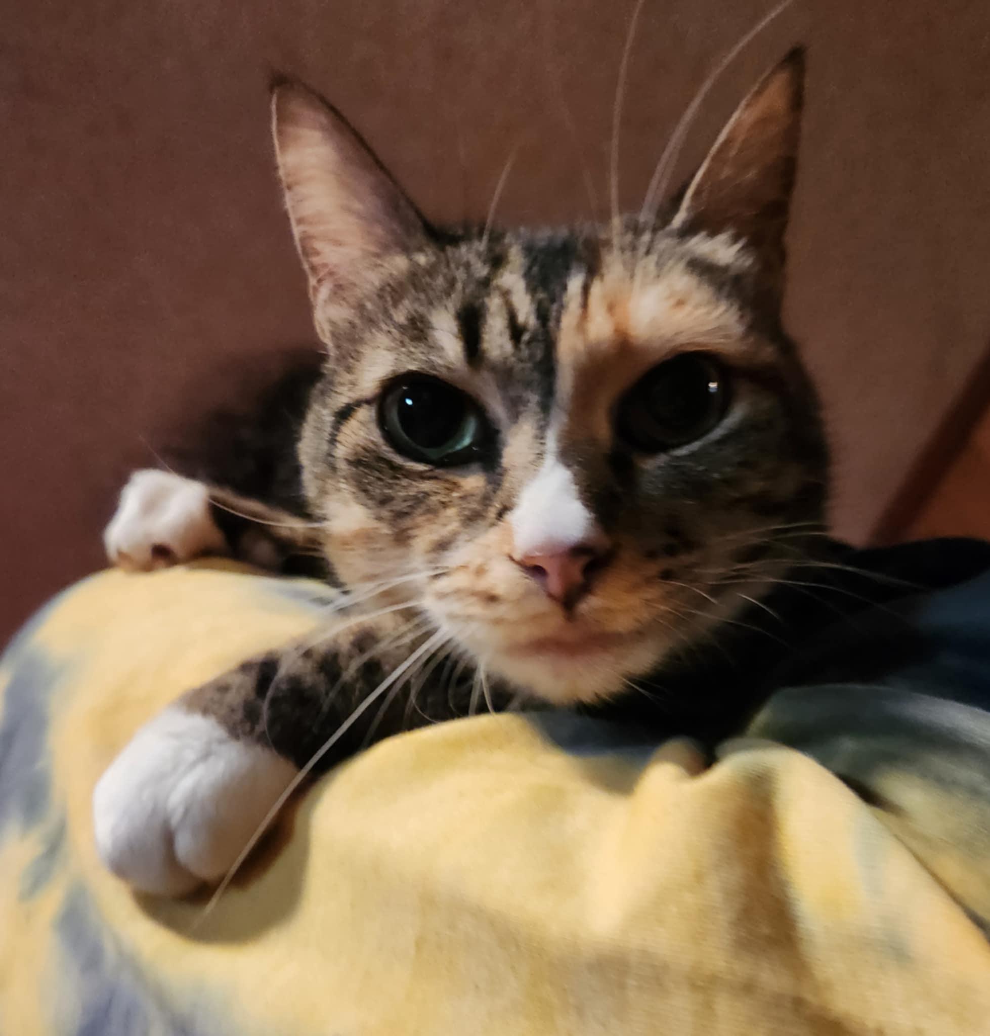 Faith, a Adoptable Domestic Short Hair in Mount Pleasant, TX image 3/3