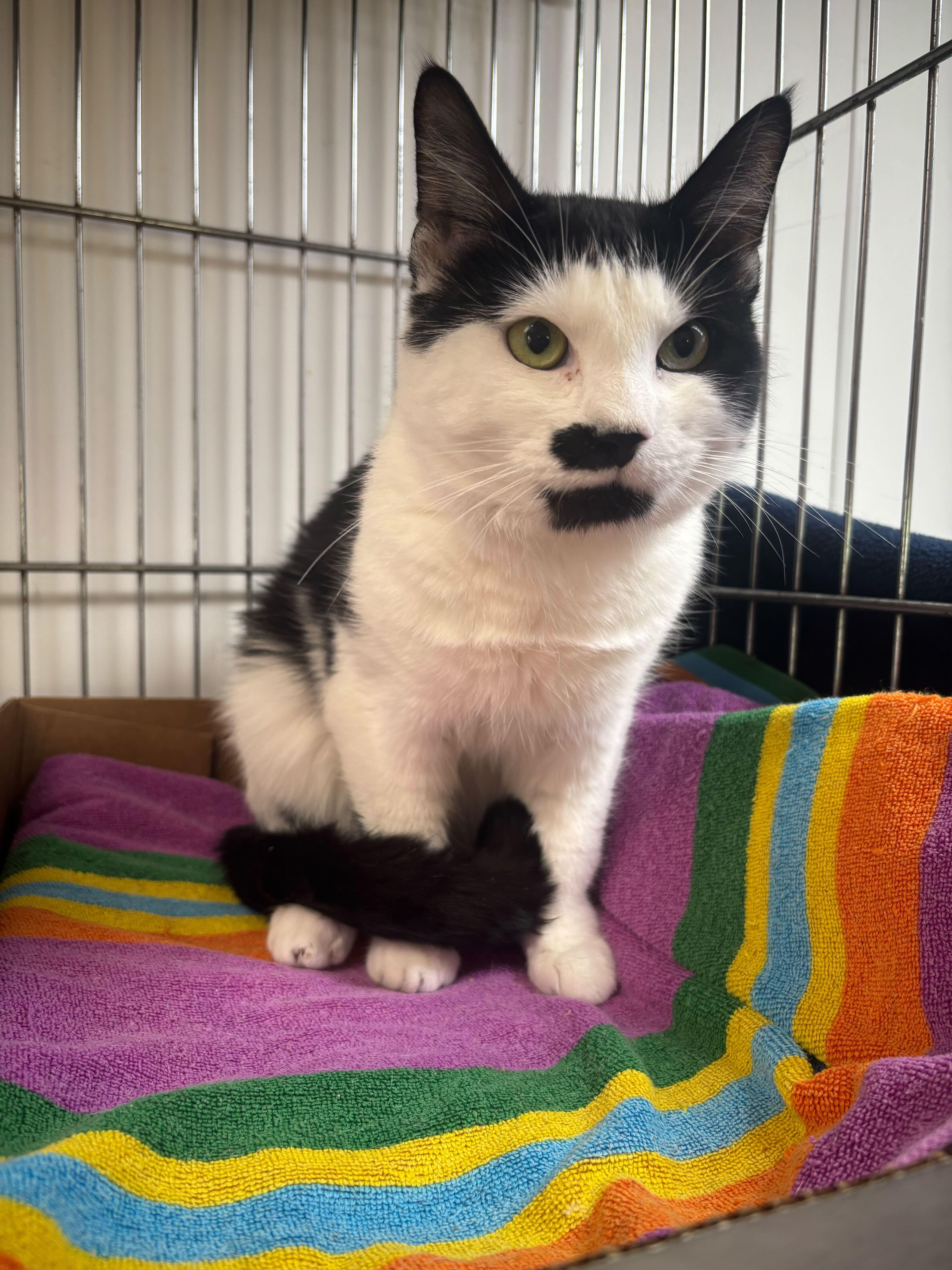 Sheetz, Adoptable, Adult Male Domestic Short Hair.