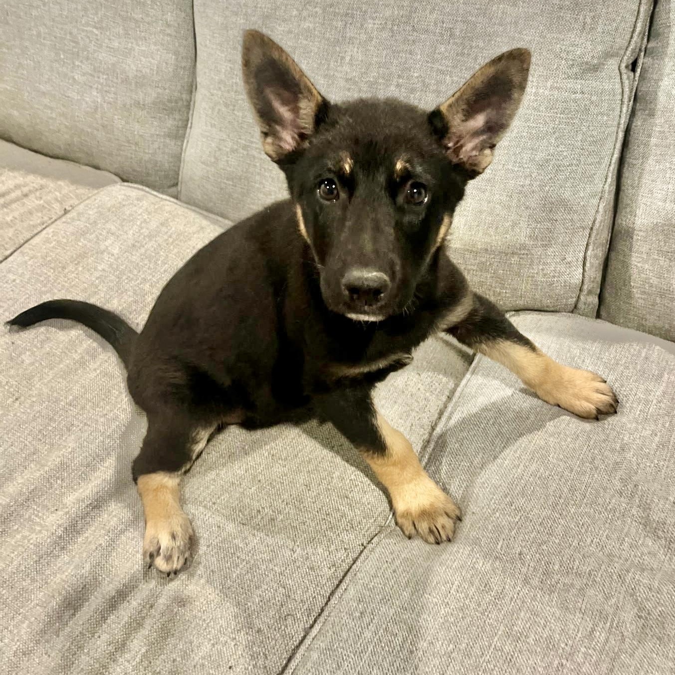 Nova