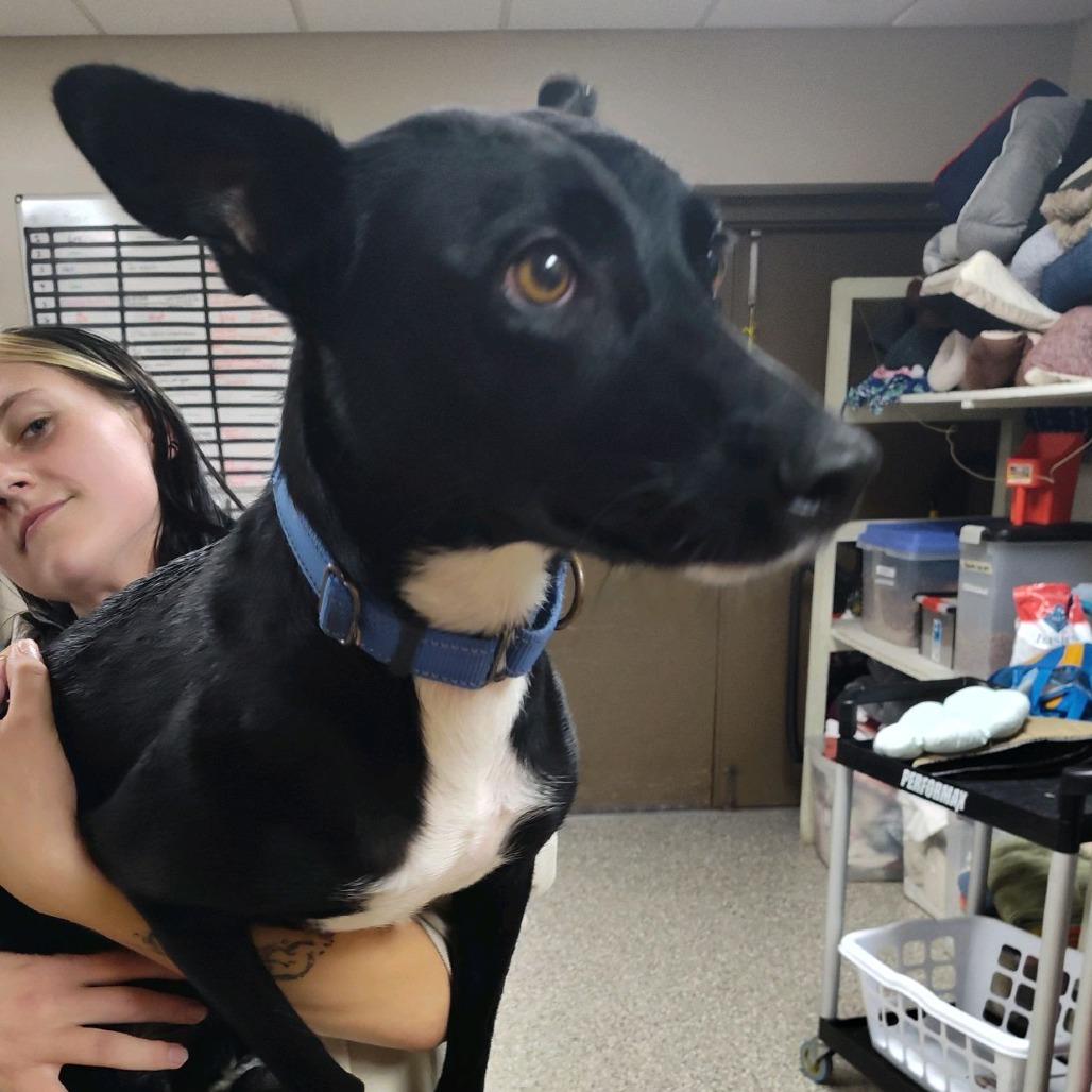 Enlarge Diesel, a Adoptable Mixed Breed in Norfolk, NE image 1/2