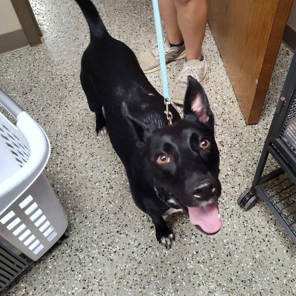 Enlarge Diesel, a Adoptable Mixed Breed in Norfolk, NE image 2/2