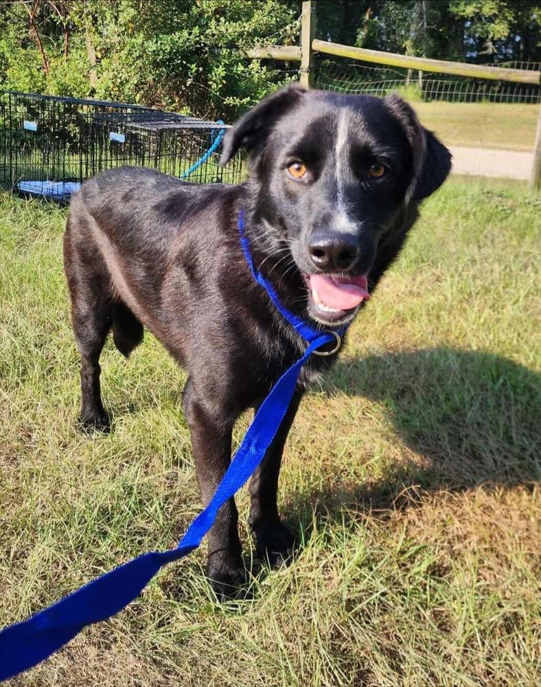 Rocket, Adoptable, Adult Male Flat-Coated Retriever.