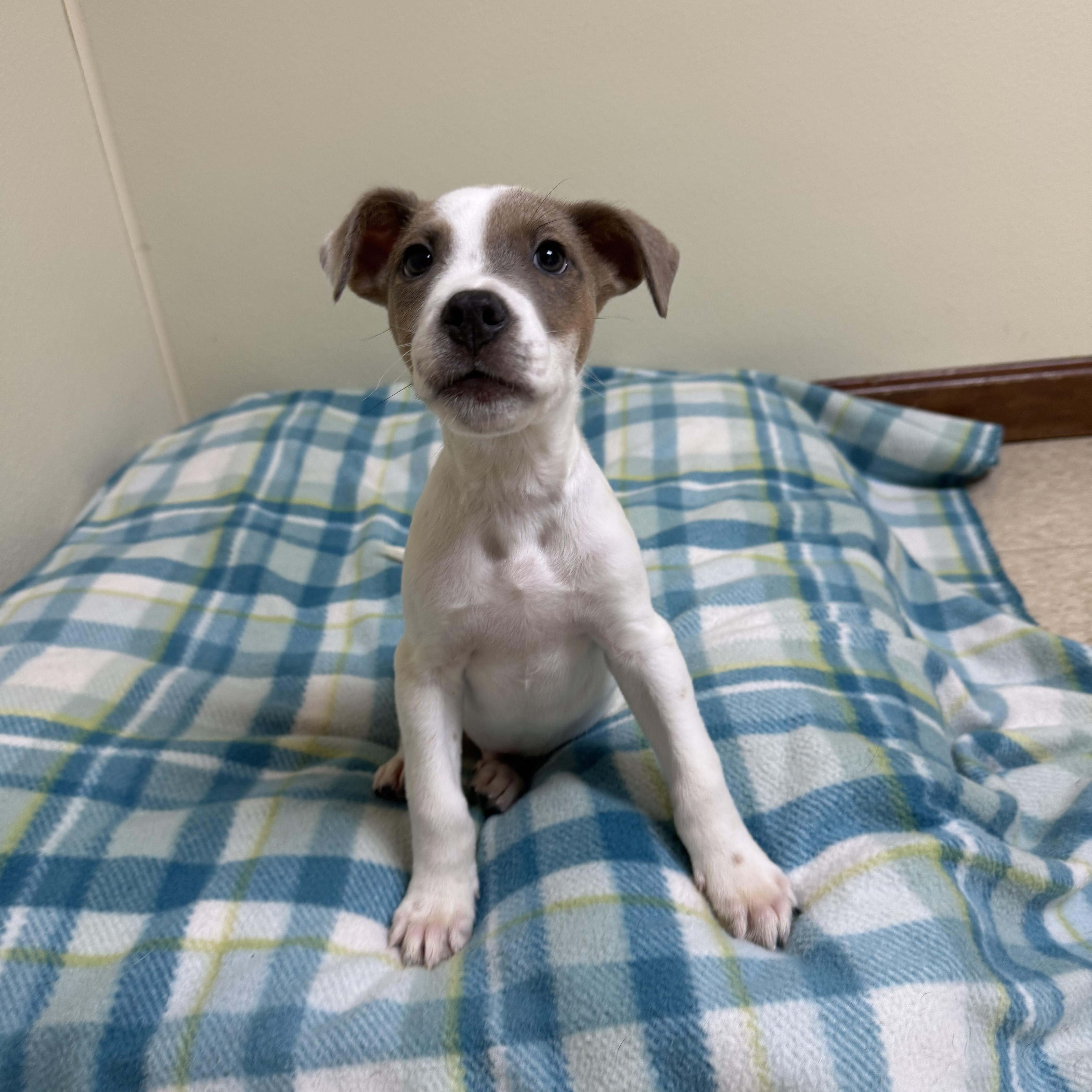 Abel, a ADOPTABLE mixed breed in Douglas, MA image 5/5