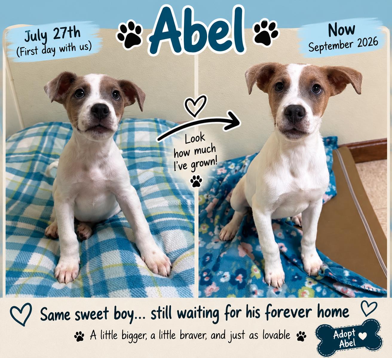 Abel, Adoptable, Puppy Male Mixed Breed.