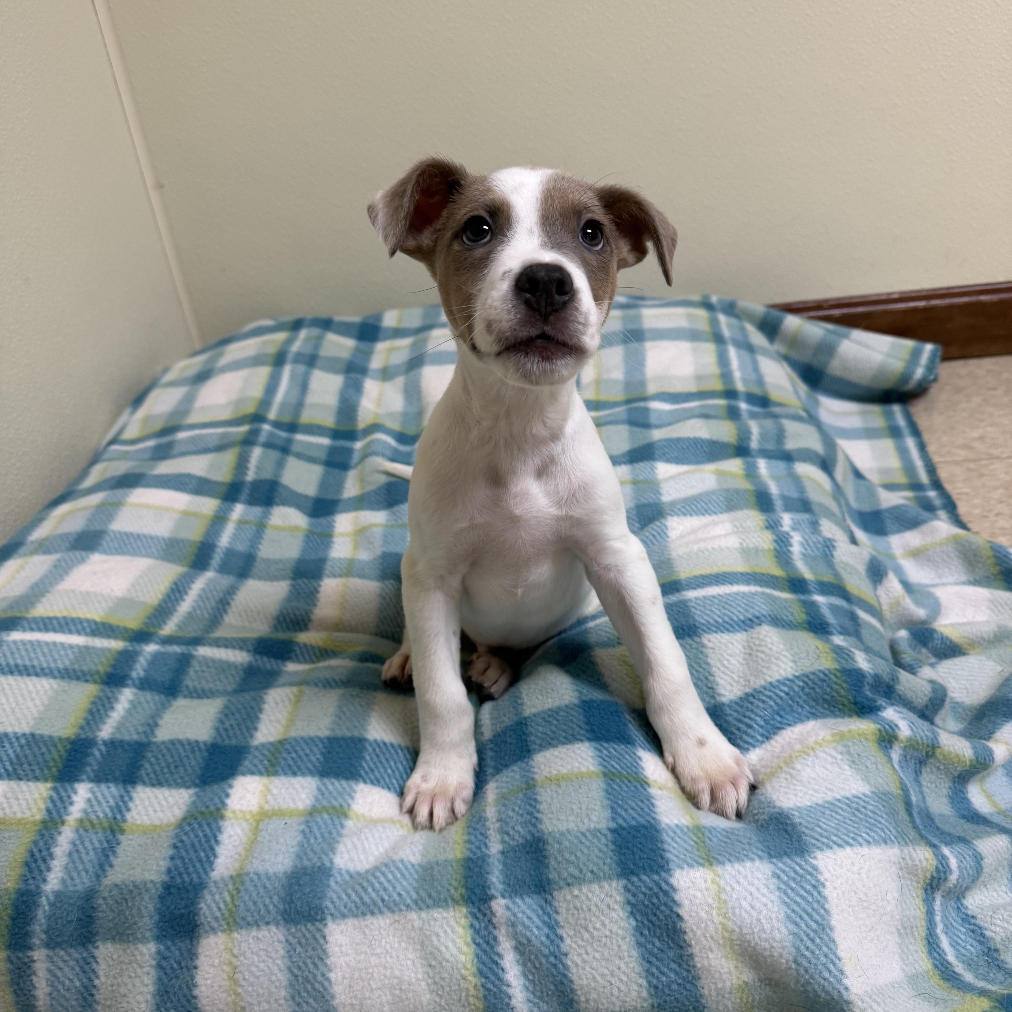 Abel, a ADOPTABLE mixed breed in Douglas, MA image 3/5