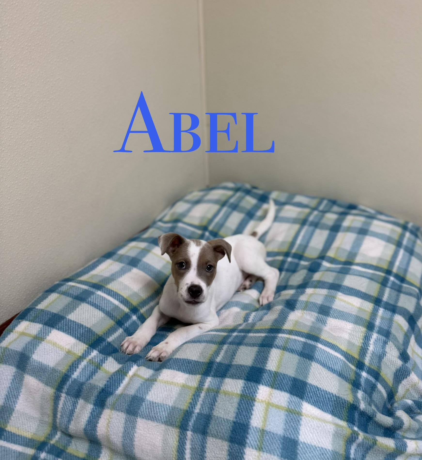 Abel, a ADOPTABLE mixed breed in Douglas, MA image 1/5