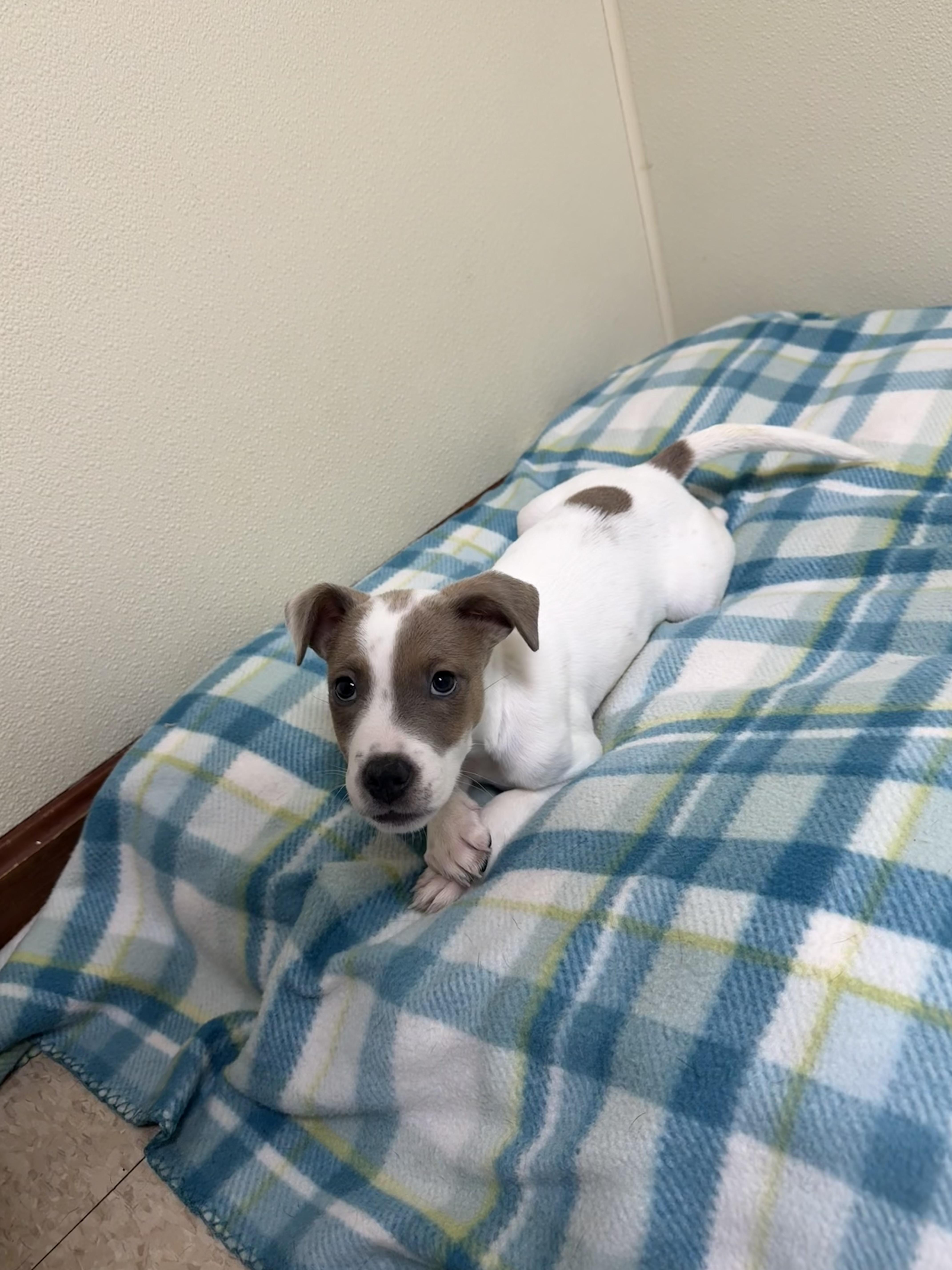 Abel, a ADOPTABLE mixed breed in Douglas, MA image 2/5